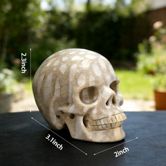 3 Inch Coral Fossil Crystal Skull — view 2