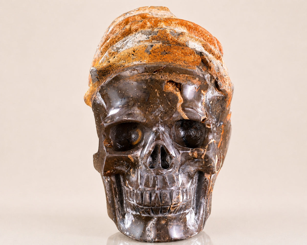 Snail Spiral Fossil Skull