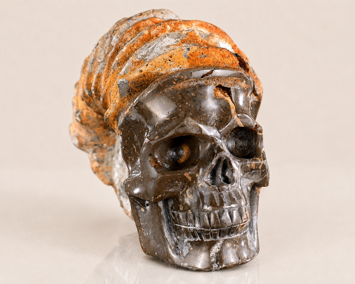 Snail Spiral Fossil Skull