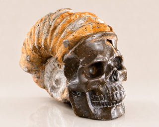 Snail Spiral Fossil Skull