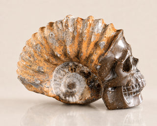 Snail Spiral Fossil Skull