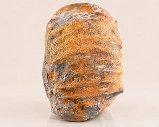 Snail Spiral Fossil Skull