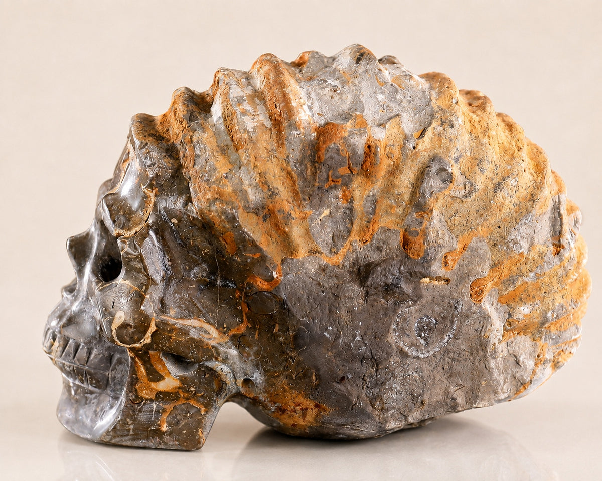 Snail Spiral Fossil Skull