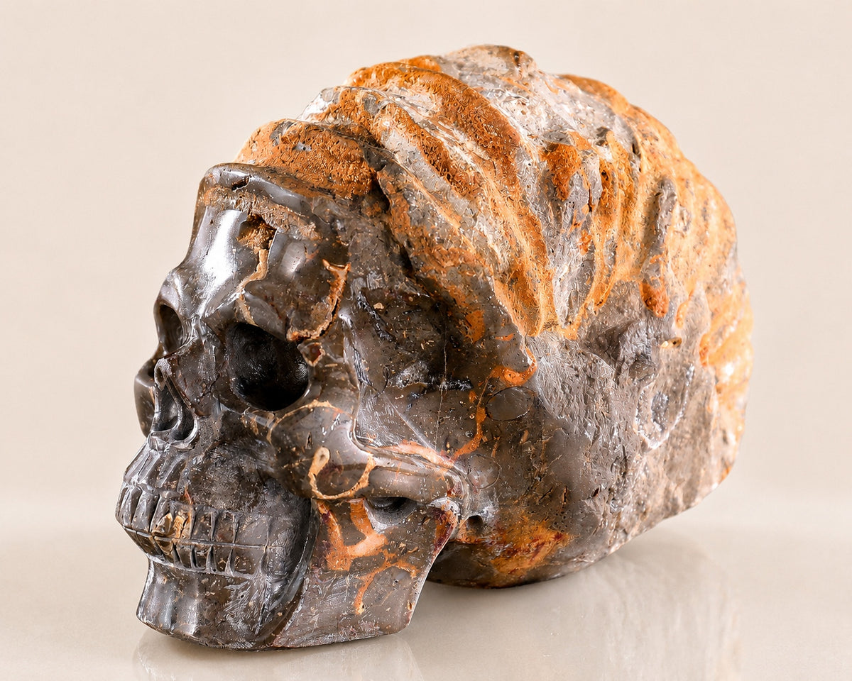 Snail Spiral Fossil Skull
