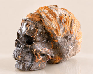 Snail Spiral Fossil Skull