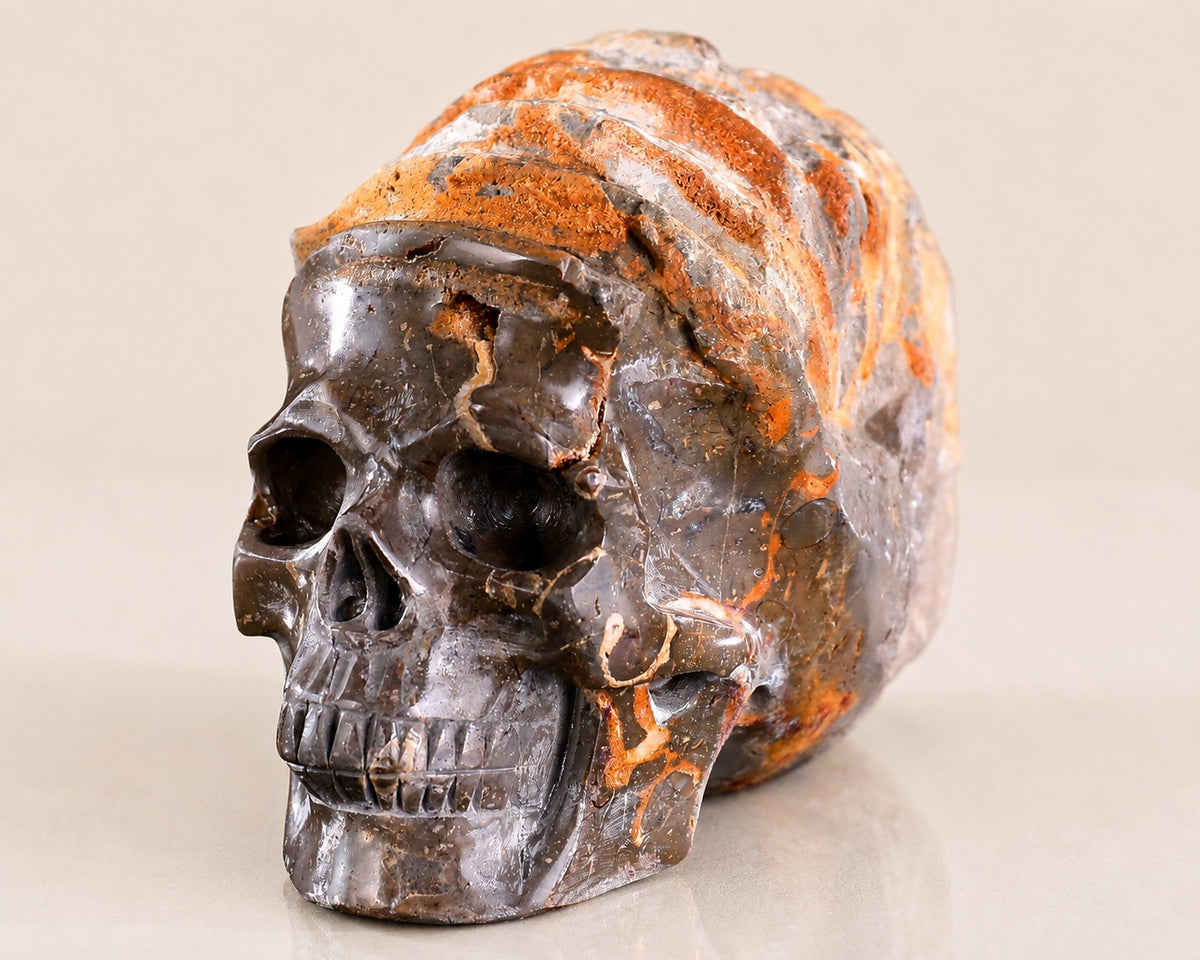 Snail Spiral Fossil Skull