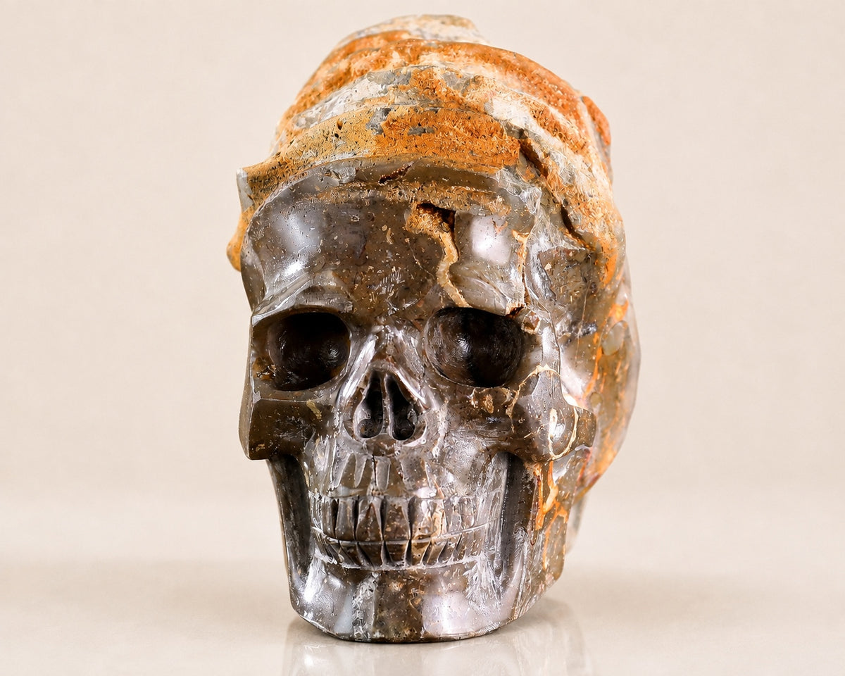 Snail Spiral Fossil Skull