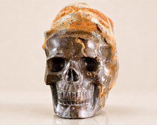 Snail Spiral Fossil Skull