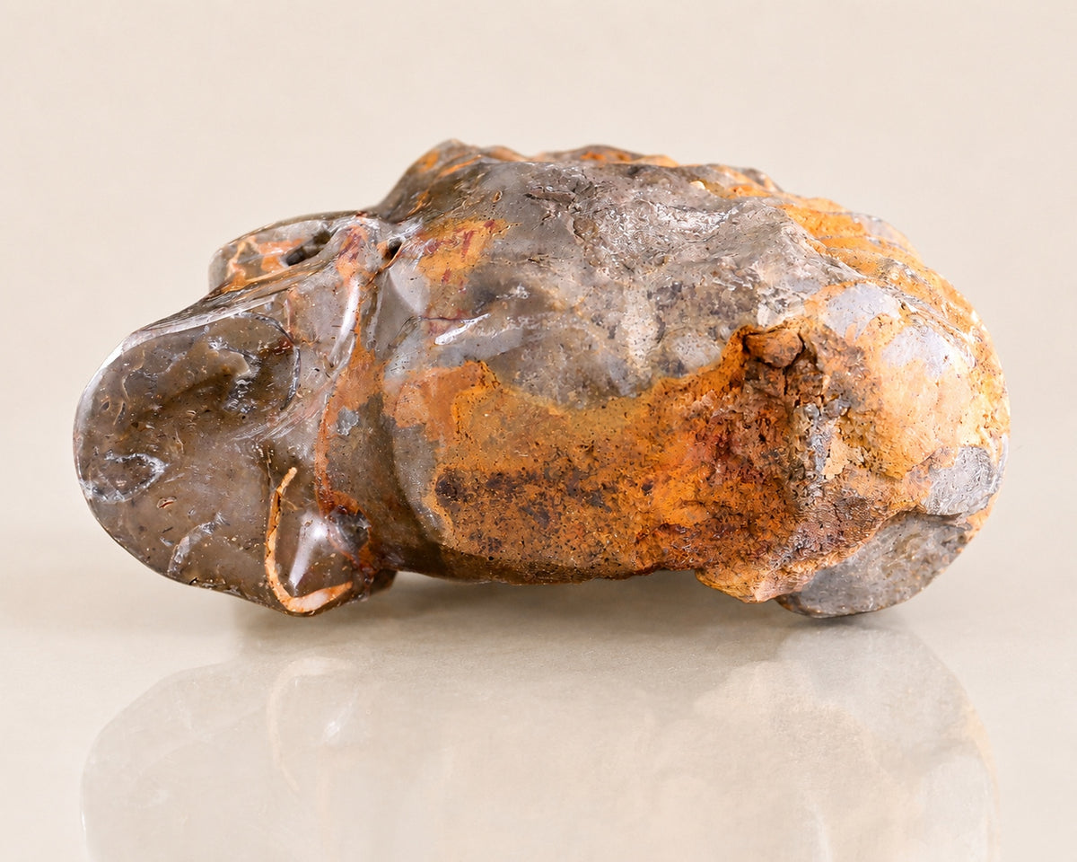 Snail Spiral Fossil Skull